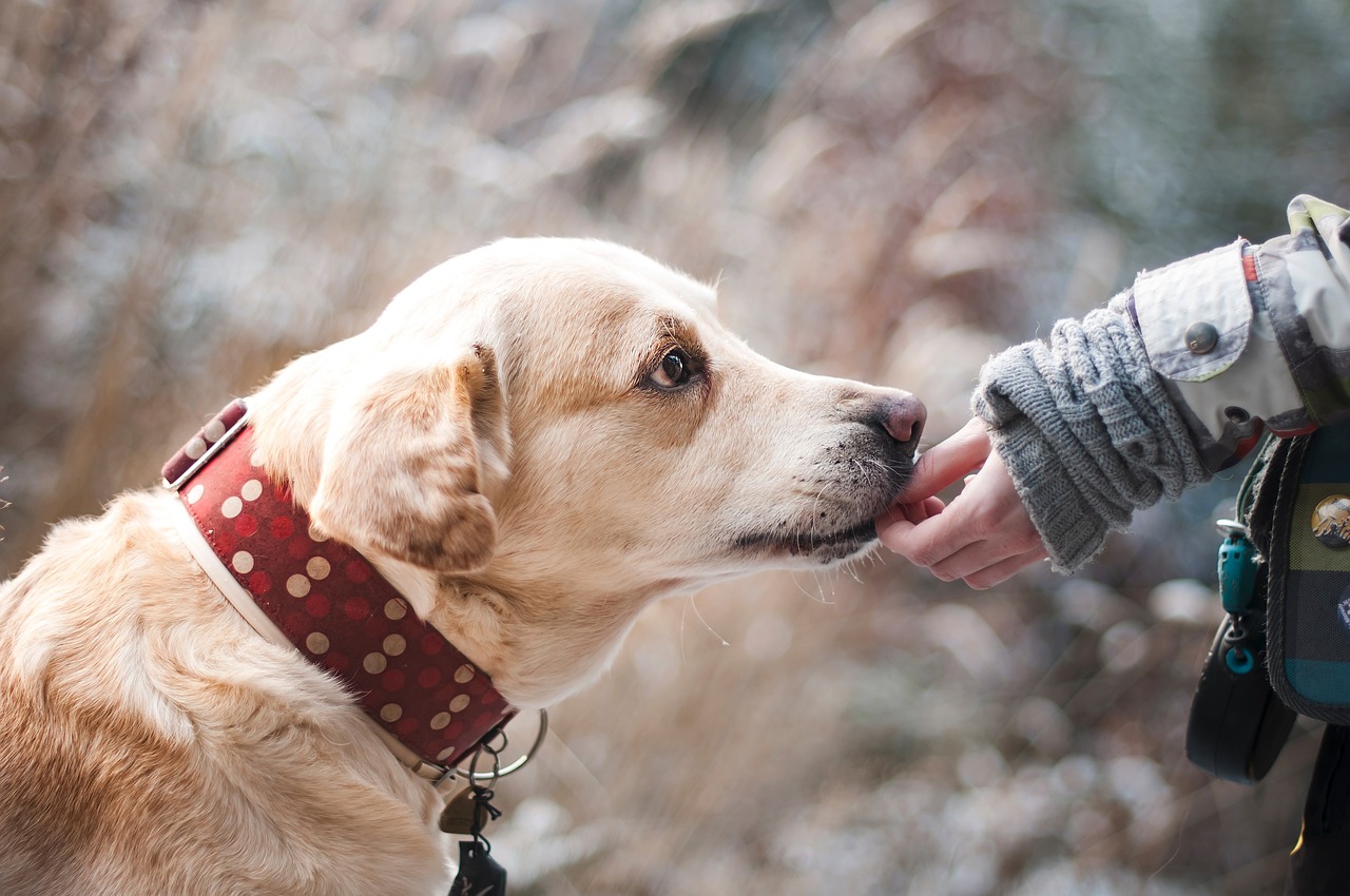 dog ge4add9c78 1280