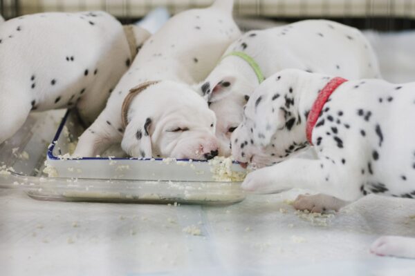Do Eggs Help a Dog's Upset Stomach